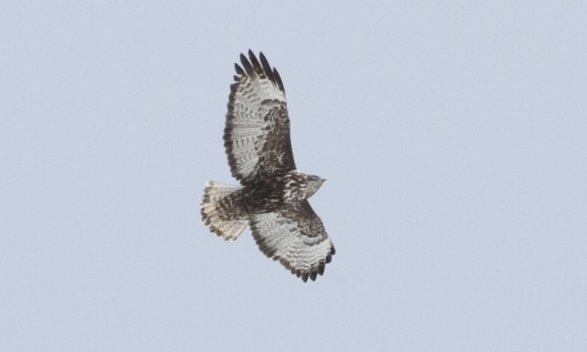 Red-tailed Hawk (Harlan's) - ML245074641