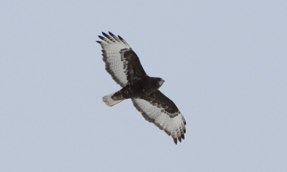 Red-tailed Hawk (Harlan's) - ML245074651