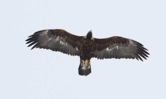 Third-year on spring migration - Golden Eagle - 