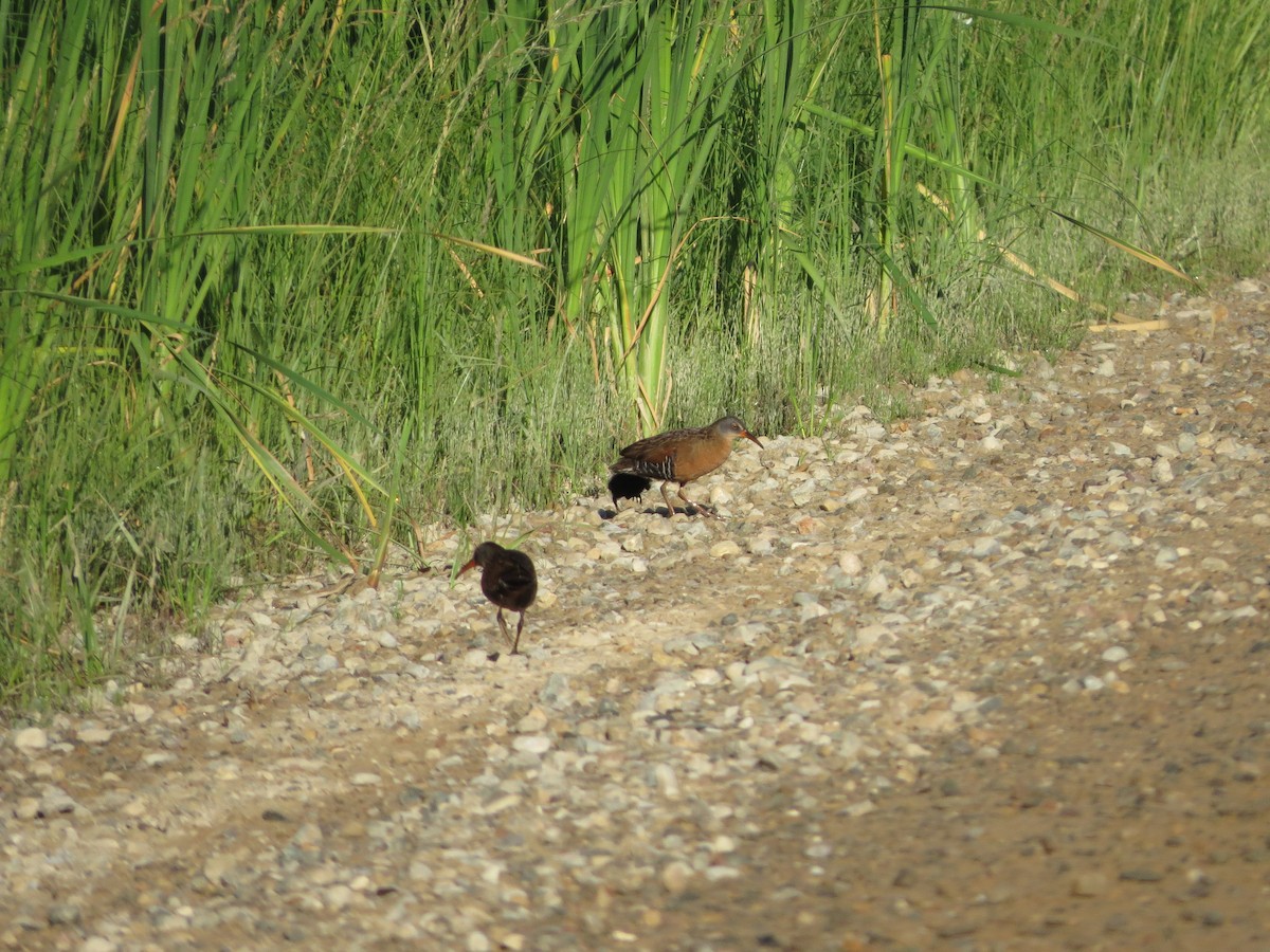 eBird Checklist - 22 Jun 2020 - Nayanquing Point SWA - 69 species