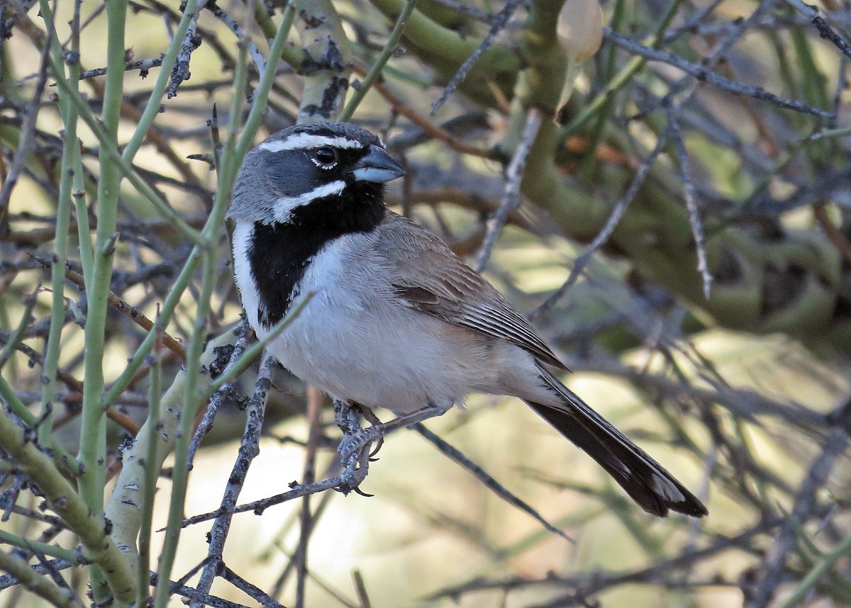 Black-throated Sparrow - ML245082521