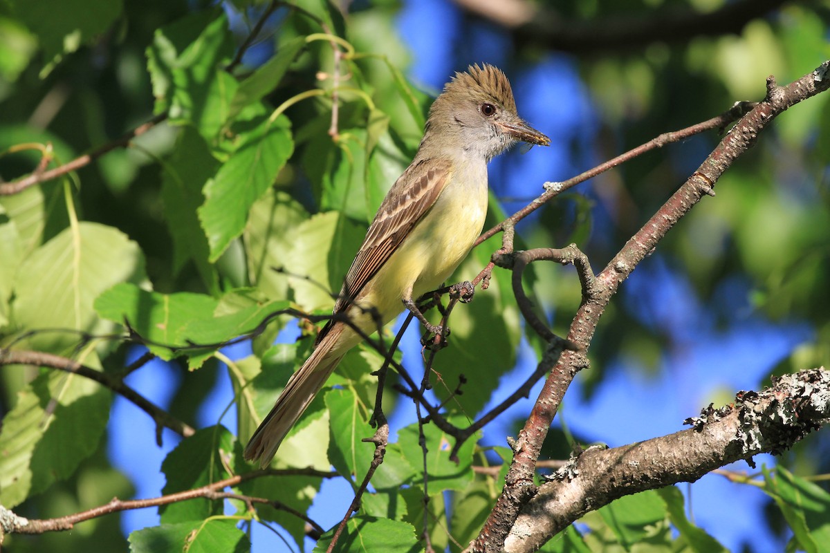 Great Crested Flycatcher - Diane St-Jacques