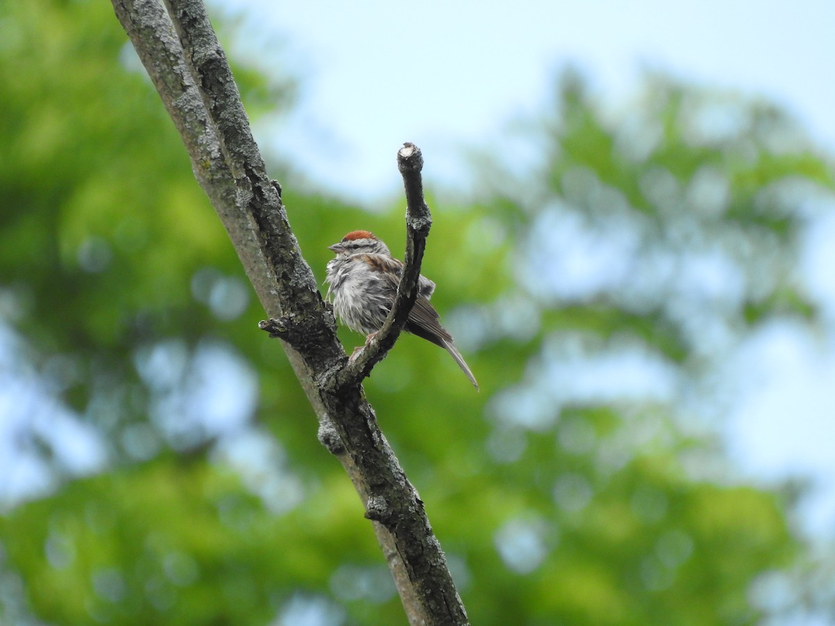 Chipping Sparrow - ML245100331