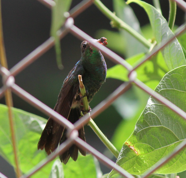 Rufous-tailed Hummingbird - ML245104721