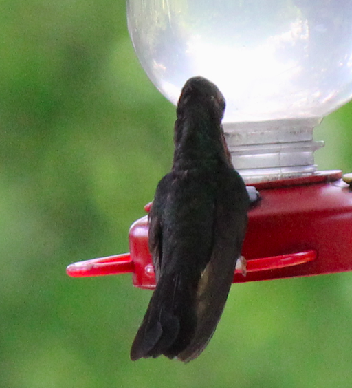 Rufous-tailed Hummingbird - ML245104731