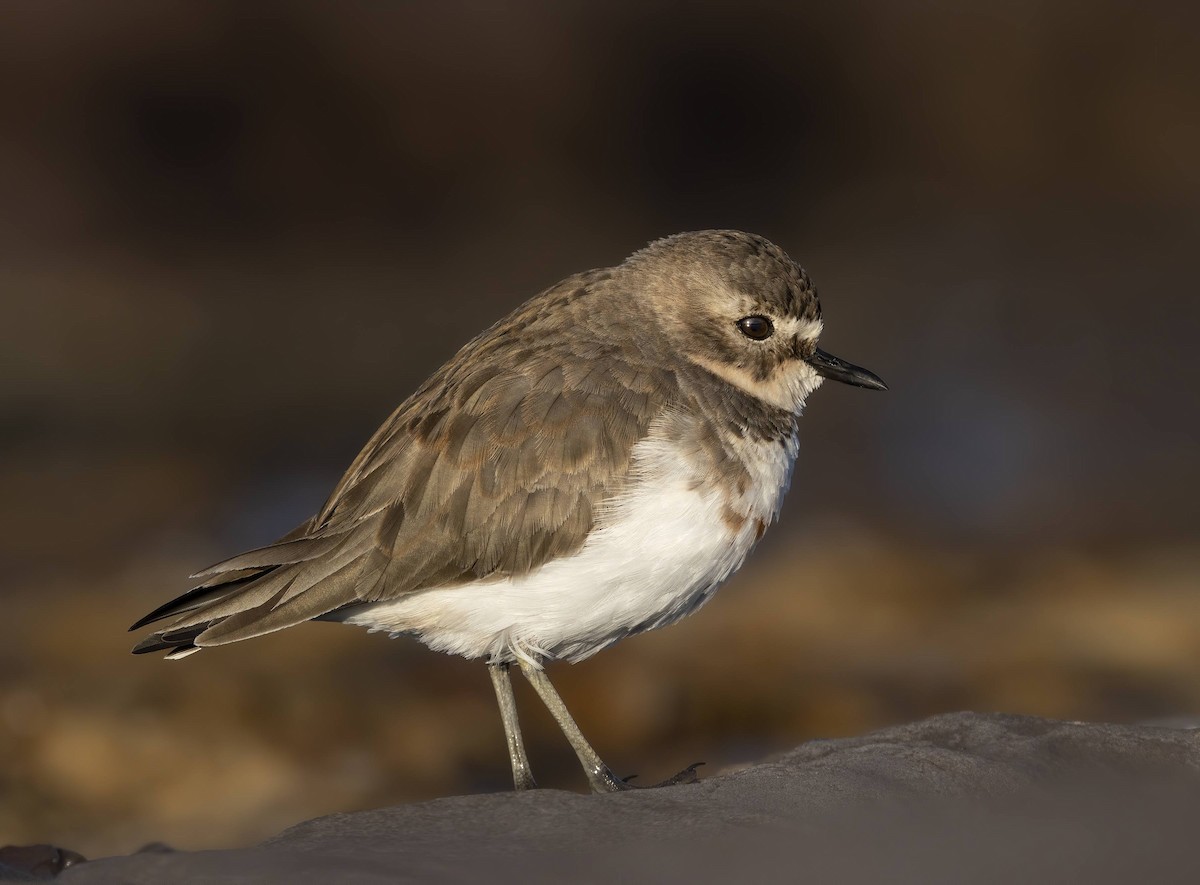 Double-banded Plover - ML245105831
