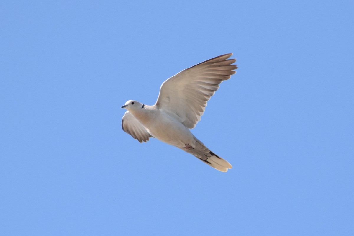 Eurasian Collared-Dove - ML245106331