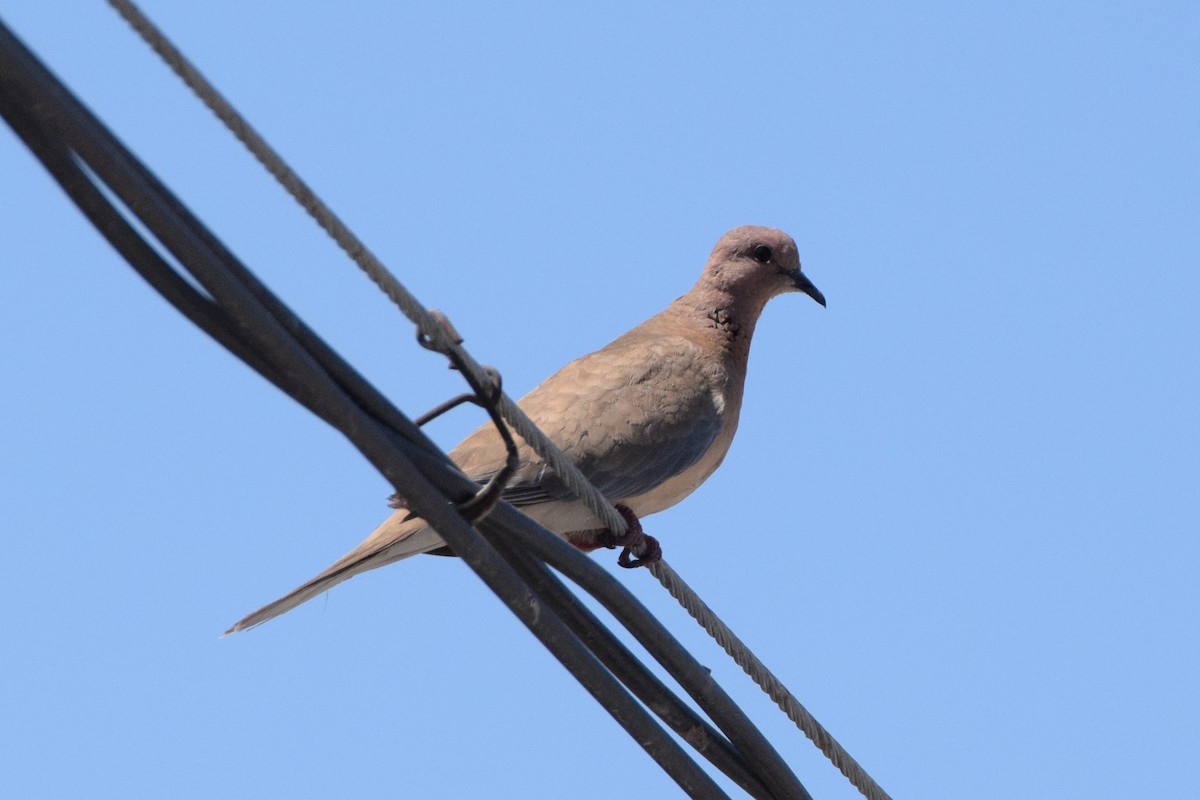 Laughing Dove - ML245106401