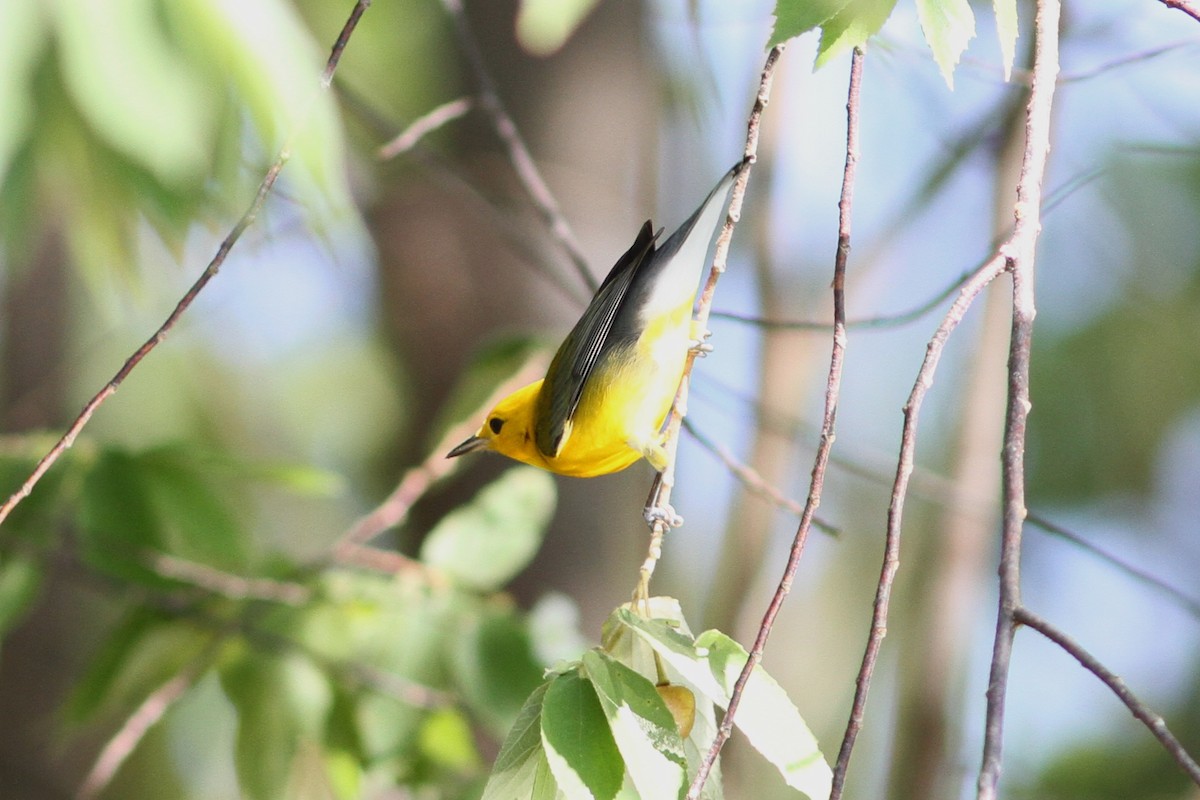 Prothonotary Warbler - ML245109081