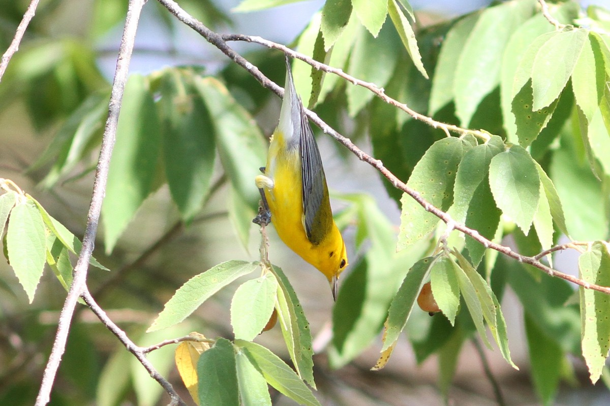 Prothonotary Warbler - ML245109091