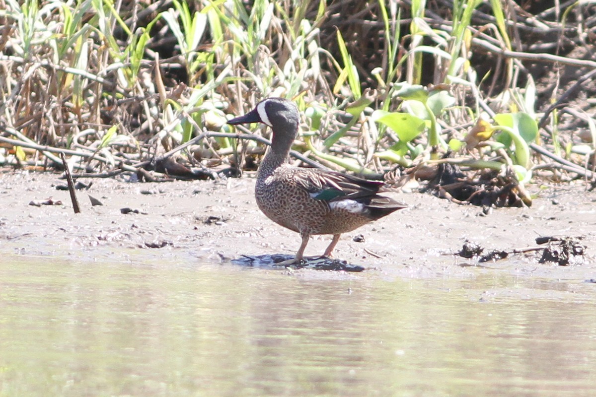 Blue-winged Teal - ML245109371