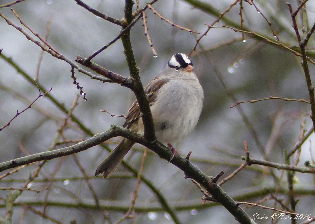 White-crowned Sparrow - John O'Barr