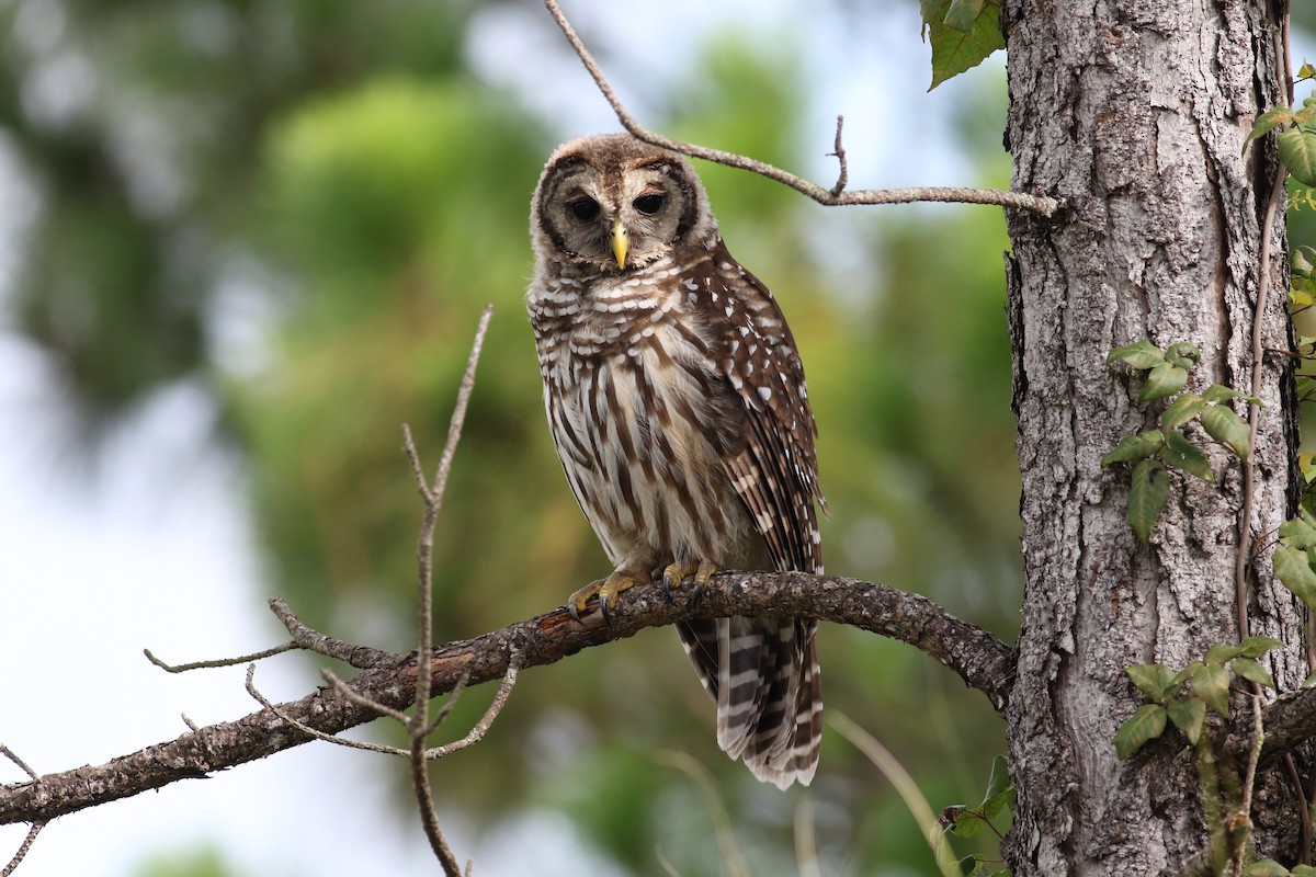 Barred Owl - ML245114691