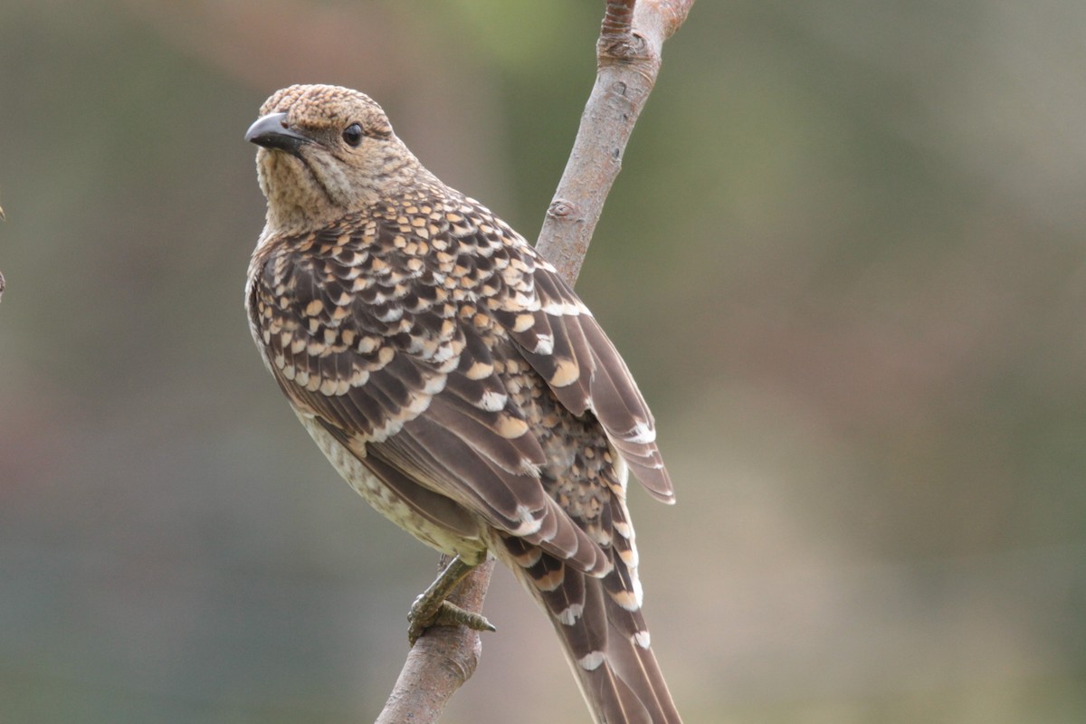 Spotted Bowerbird - ML245121151
