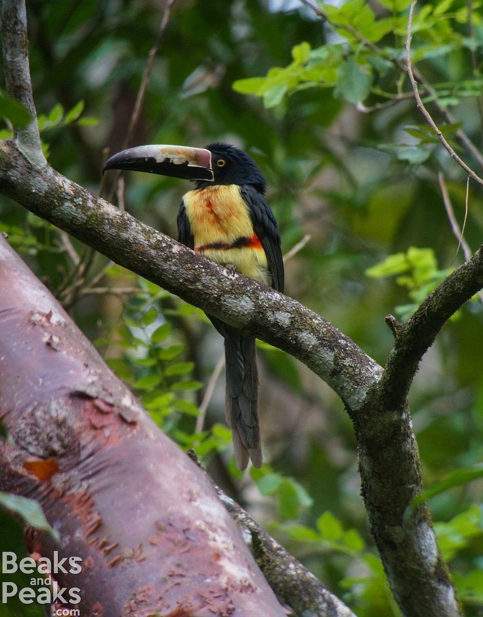 Collared Aracari - William Orellana (Beaks and Peaks)