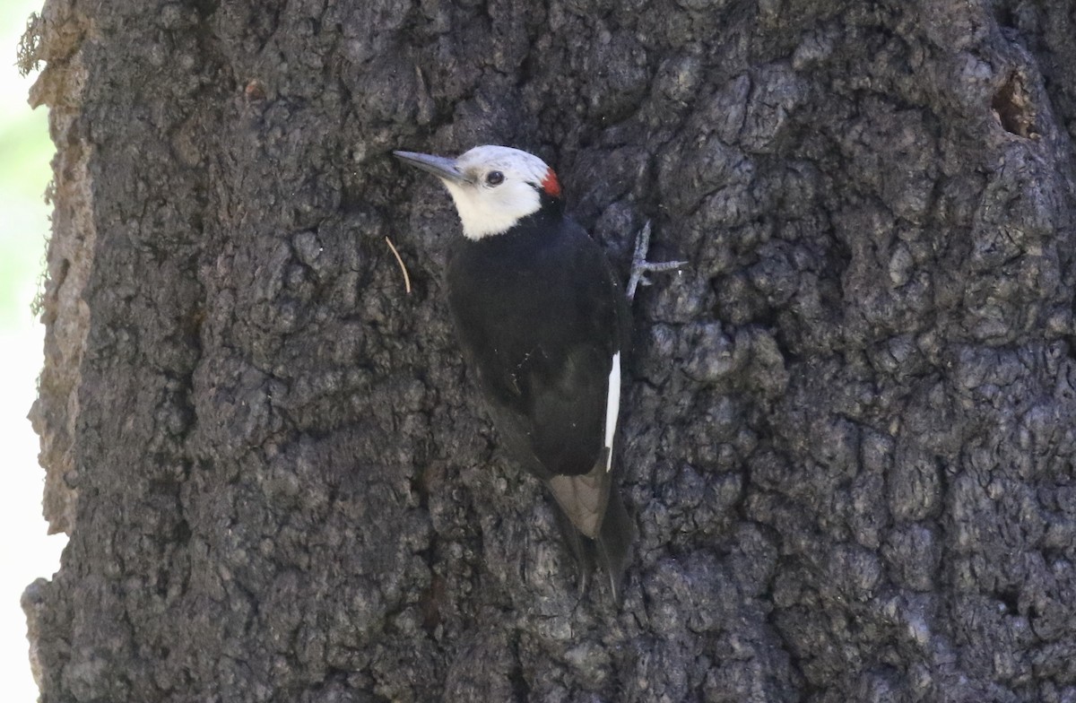 White-headed Woodpecker - John Bruin