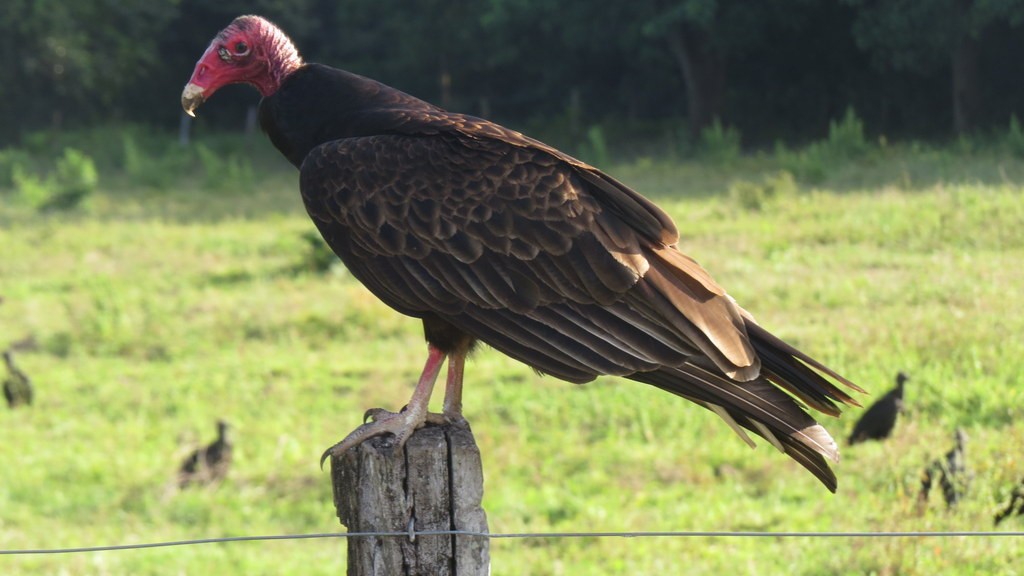 Turkey Vulture - ML245122581