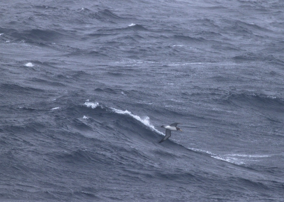 Albatros Cauto/de Salvin/de las Chatham - ML245124751