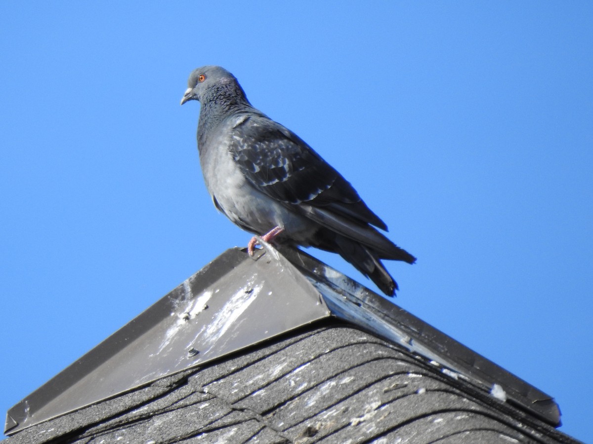 Rock Pigeon (Feral Pigeon) - ML245125711
