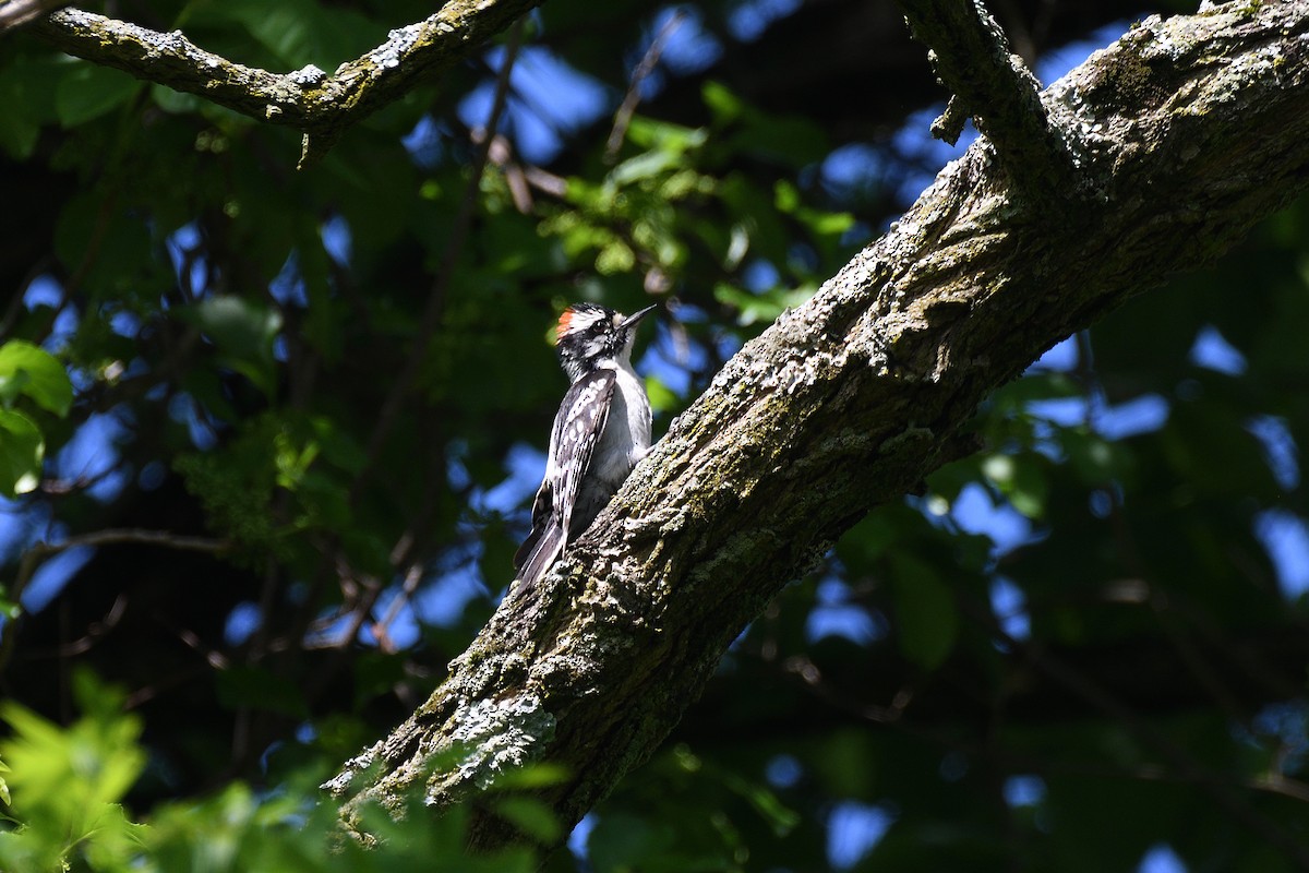 strakapoud osikový (ssp. pubescens/medianus) - ML245127221
