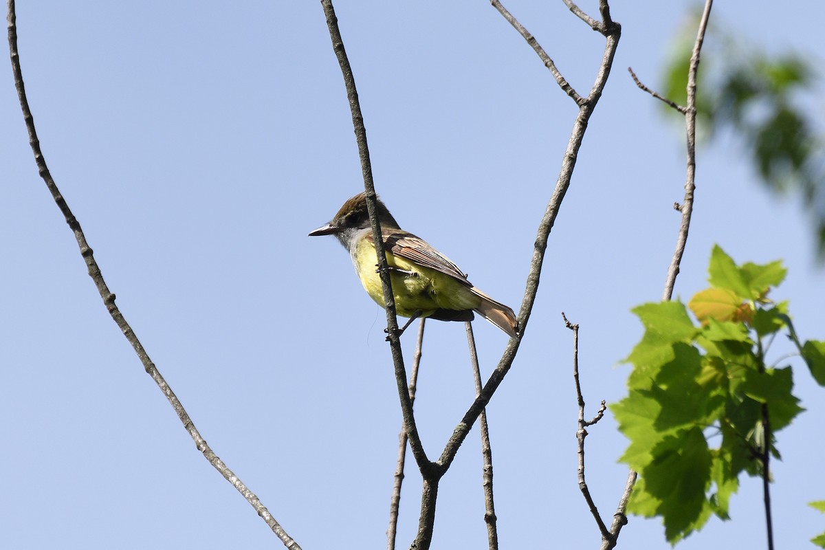 Great Crested Flycatcher - ML245127261