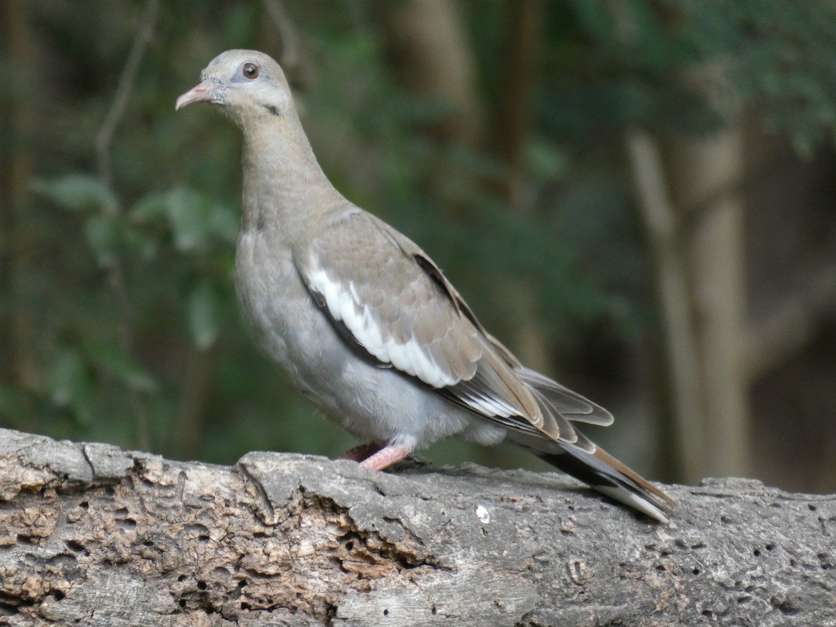 White-winged Dove - ML245128801
