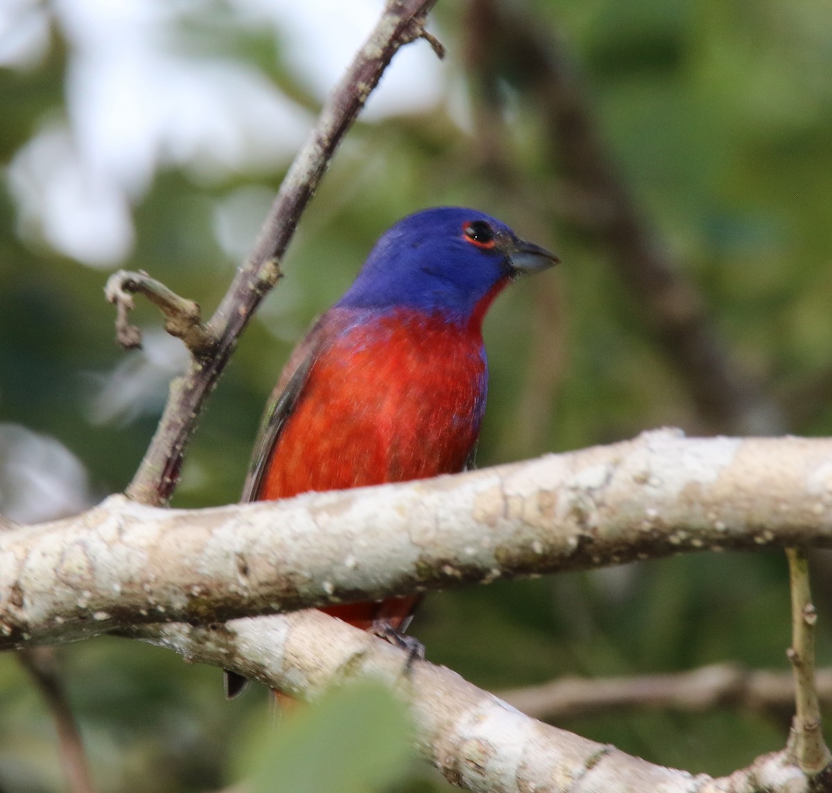 Painted Bunting - ML24512951