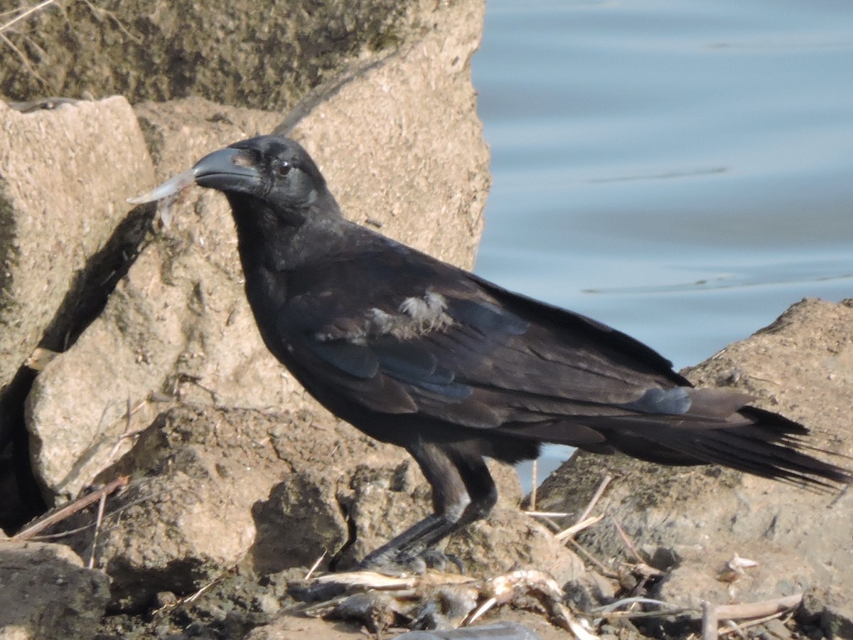 Large-billed Crow - ML245133941