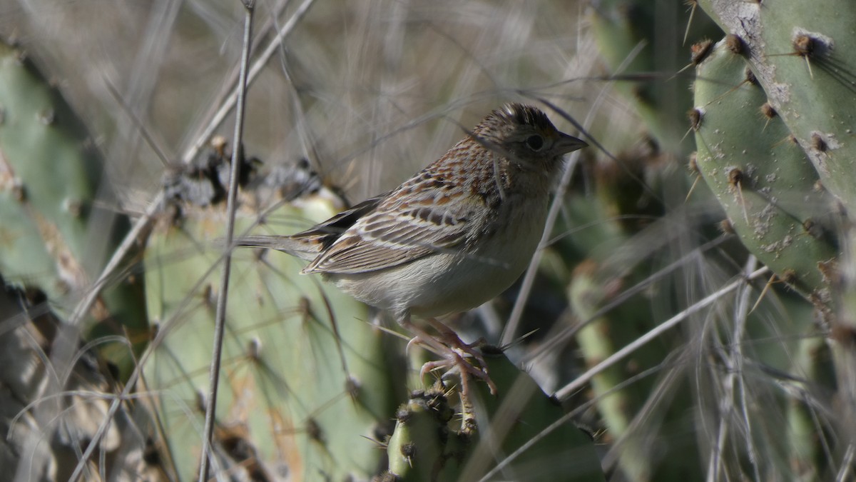 Grasshopper Sparrow - ML245136871