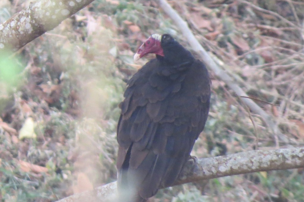 Turkey Vulture - ML245138931