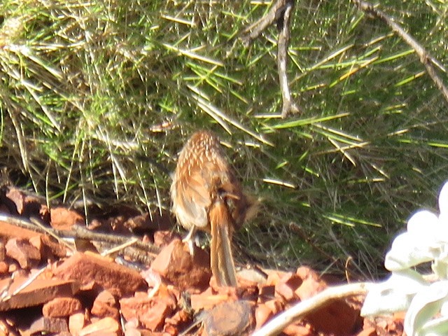Rufous Grasswren (Pilbara) - ML245145321