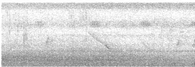 Indian Peafowl - ML245148381