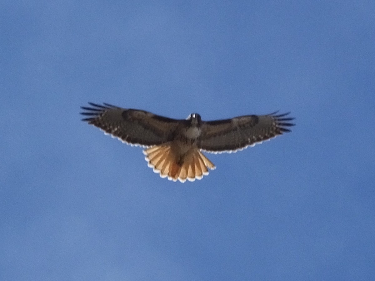 Red-tailed Hawk - ML24514891