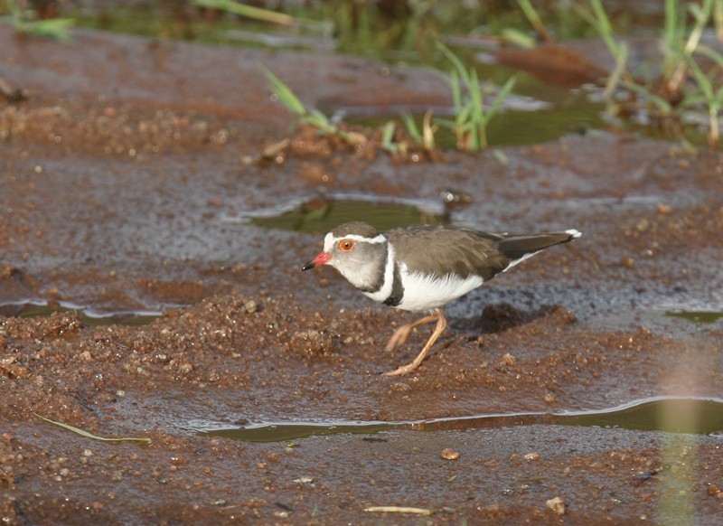Three-banded Plover - ML245151551