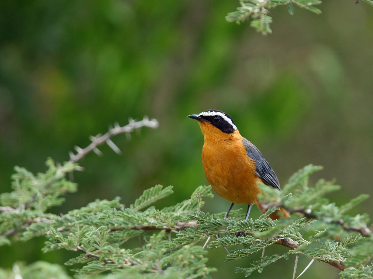 White-browed Robin-Chat - ML245152291