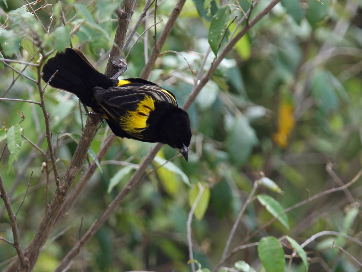 Yellow-mantled Widowbird - ML245152331