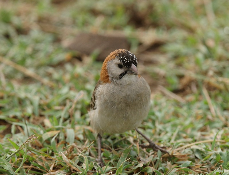 Speckle-fronted Weaver - ML245154391