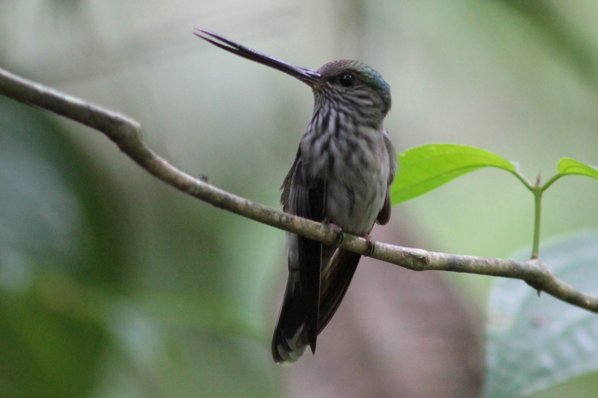 Tooth-billed Hummingbird - ML245155941