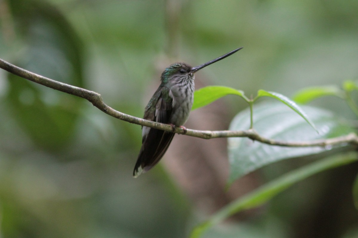 Tooth-billed Hummingbird - Jurgen Beckers