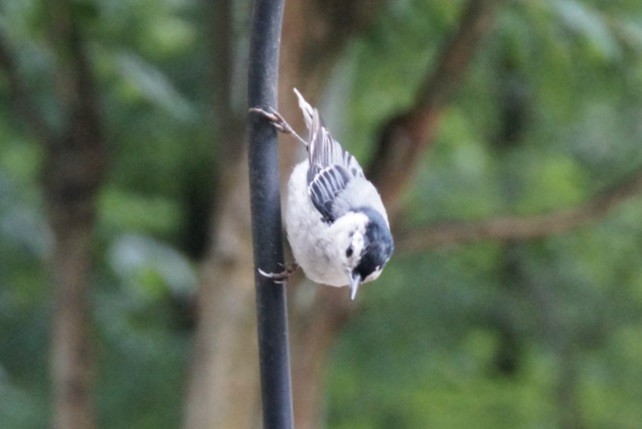 White-breasted Nuthatch - Michelle Cheng