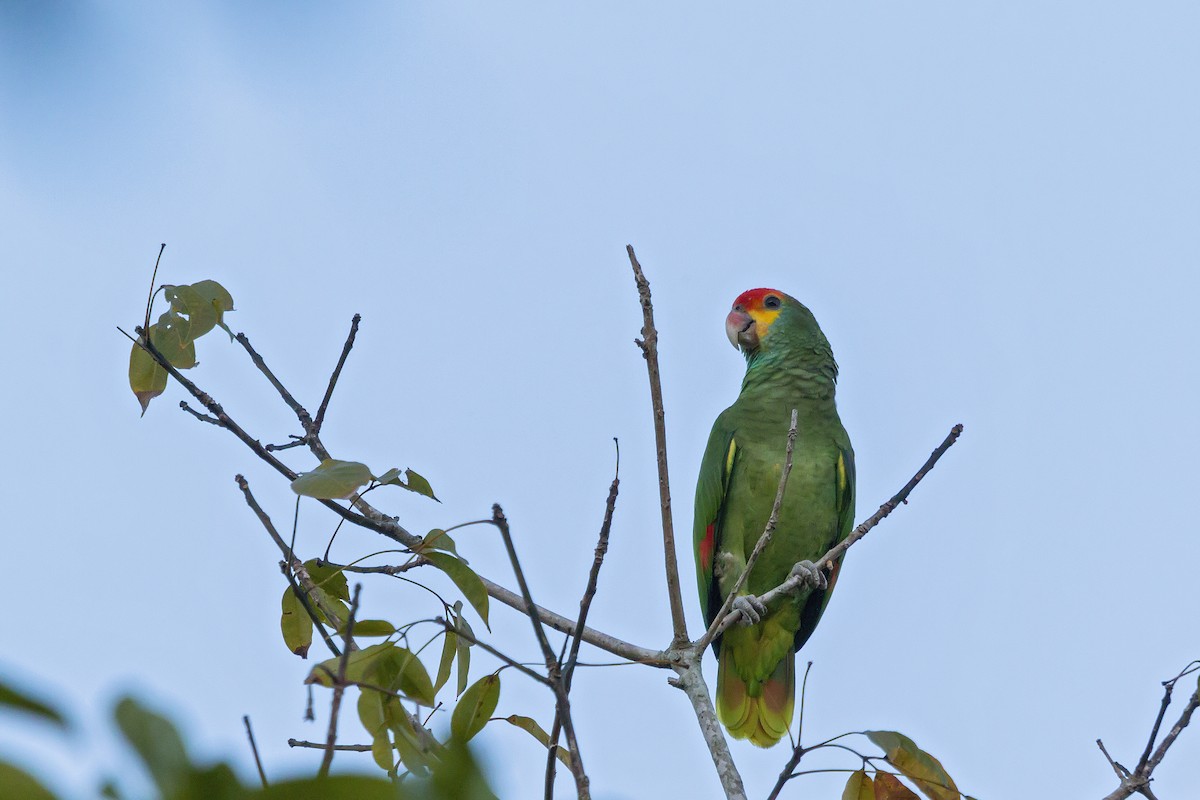 Red-browed Parrot - Gabriel Bonfa