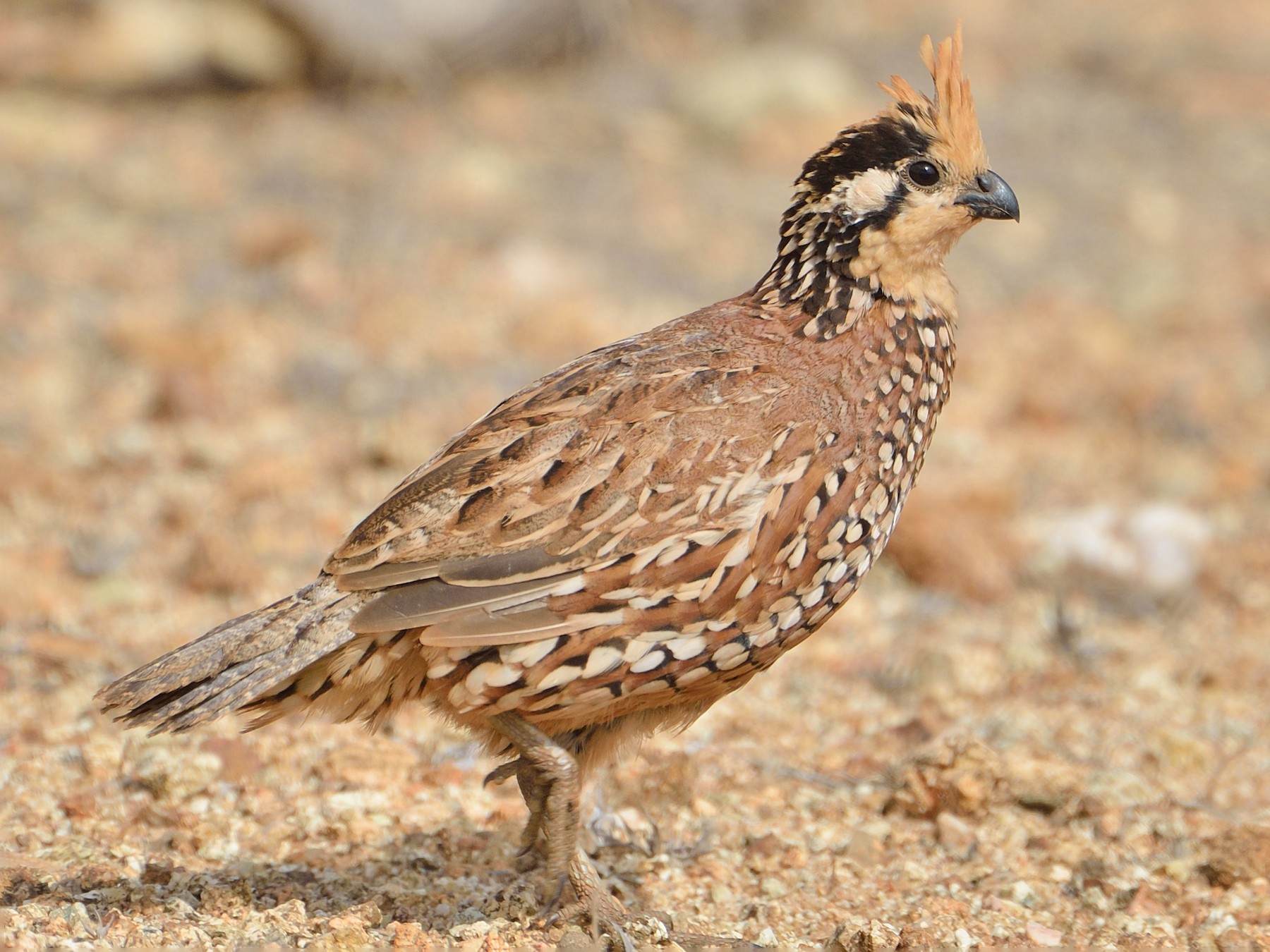 Crested Bobwhite - Michiel Oversteegen