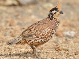 Männchen (Crested) - Michiel Oversteegen - ML245171931