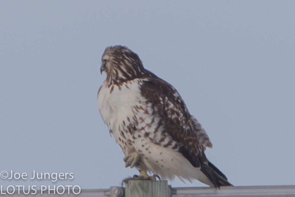 Red-tailed Hawk - ML24517251