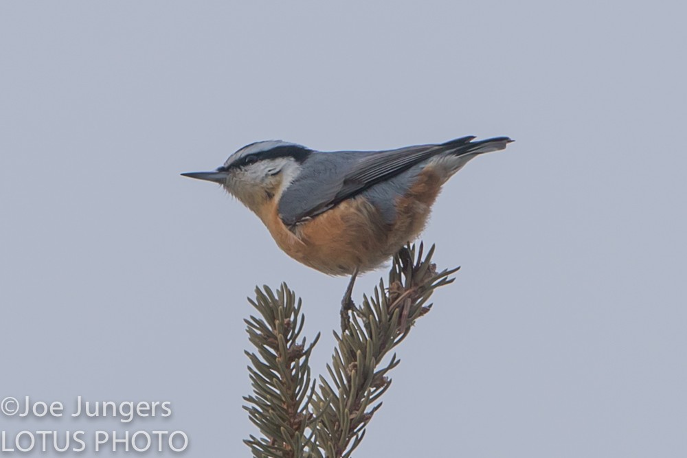 Red-breasted Nuthatch - ML24517311