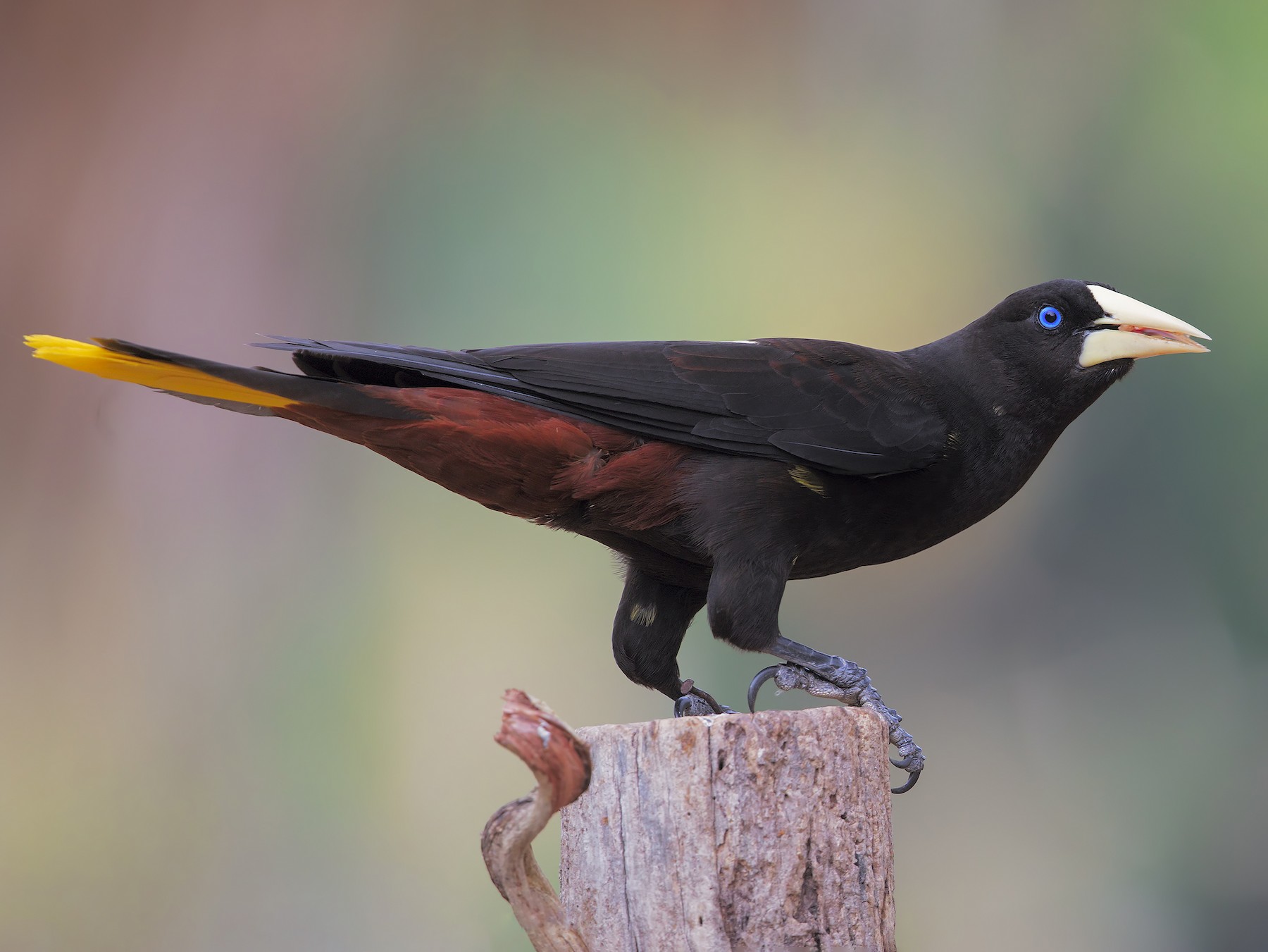 Crested Oropendola - Marco Valentini