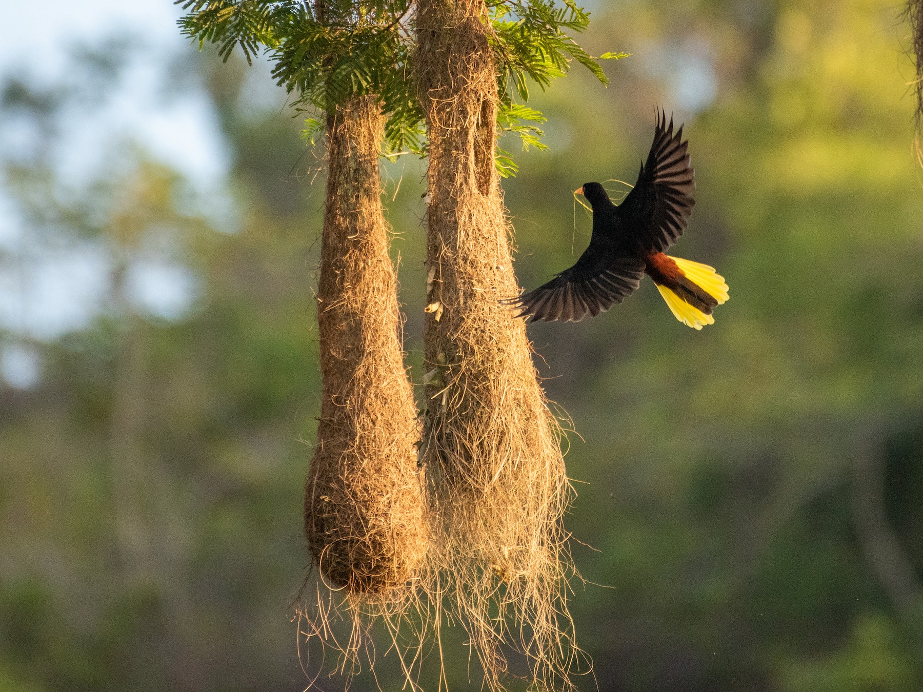 Crested Oropendola - Alberto Acero