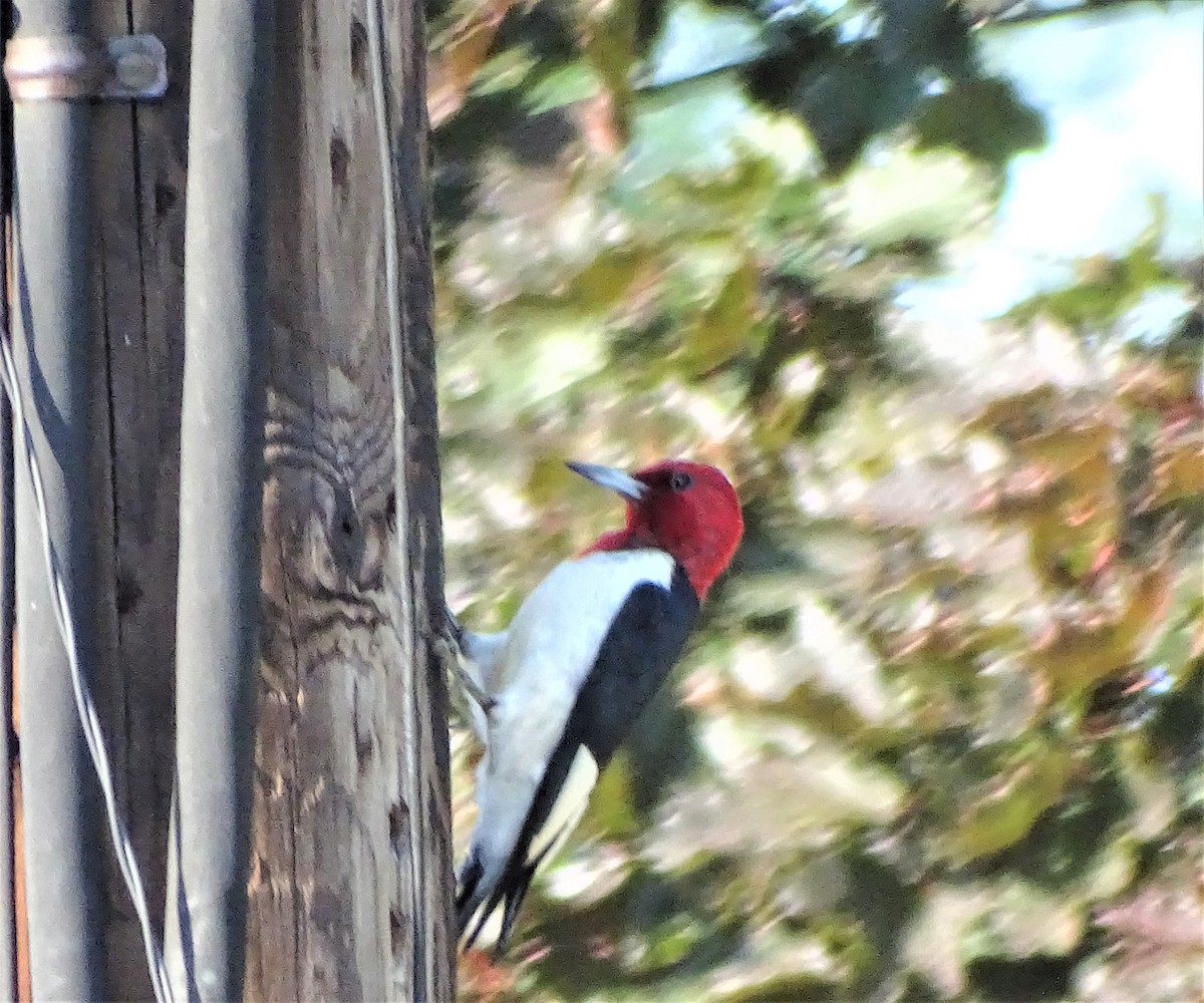 Red-headed Woodpecker - ML245174091