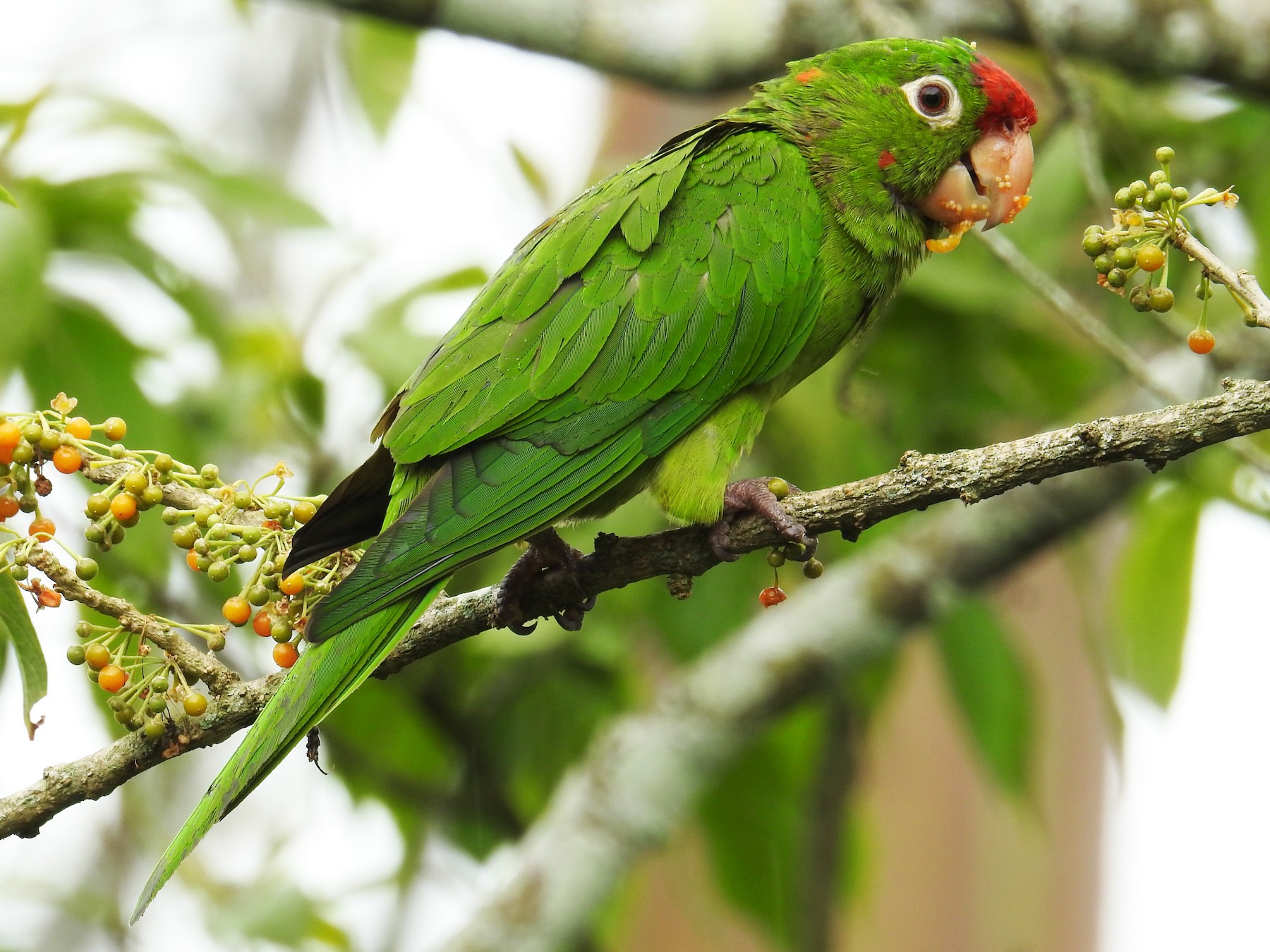 Crimson-fronted Parakeet - John and Milena Beer