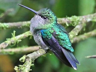 雌鳥 (Emerald-bellied) - Roger Ahlman - ML245175741